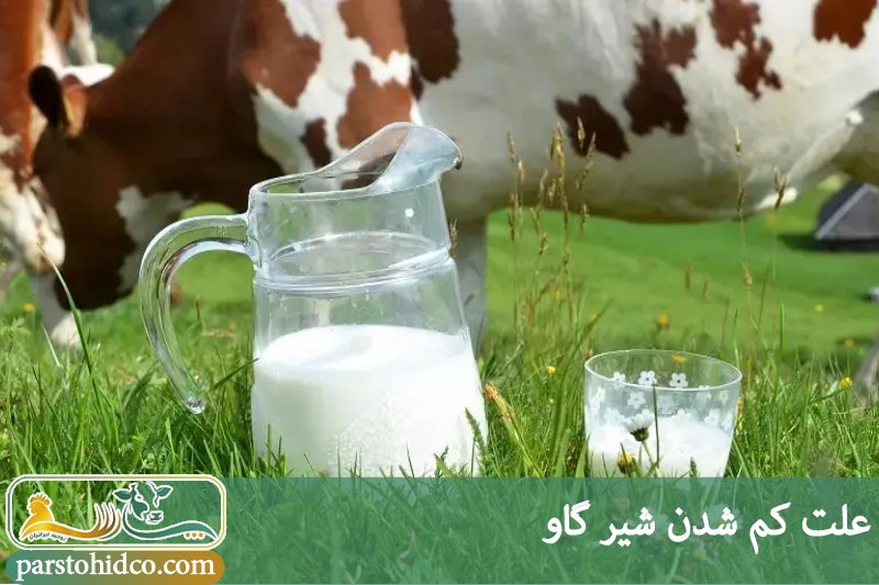 علت کم شدن شیر گاو 